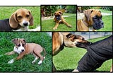 Preparations before Bringing Your Puppy Home