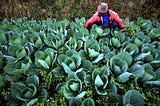 Harmonizing Agroecology and Technology: A Future of Sustainable Farming