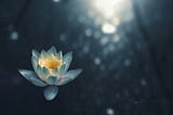 a lotus flower