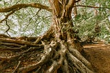 Tree roots