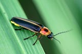 Georgia Native Grasses That Attract Fireflies