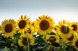 Growing sunflowers facing the sun