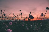 A beautiful sunset and a field of wildflowers