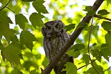 An owl perched on a branch.