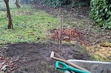 In the centre of the frame, a small tree with thin stem and branches next to a wooden stake about 1 metre tall. The tree and stake are in newly dug bare earth beyond which is grass with another more established tree. In the foreground, the corner of a metal wheelbarrow and handles of garden tools