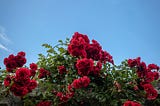 A low angle view of a red rose bloom in a garden with a clear blue sky in the background.