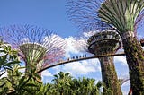 Supertree Grove in Singapore