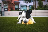6 Reasons Why Dogs “Swag Their Toys” How Do You Feel When Your Dog Is Playing Vigorously?