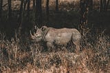 Lone Rhino