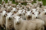 Urgency needed to protect genetic diversity of livestock