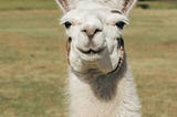 A smiling llama looking directly at the camera