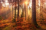 A forest in autumn, sun peeking through, leaves on the ground in warm fall shades,