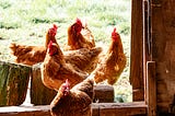 Would you do Yoga Nidra with Chickens?