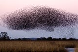 A murmuration of starlings. Huge, organized flock of birds that seems to evince collective intelligence.
