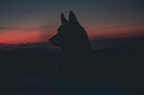 a silhouette of a wolf against a sunsetting sky