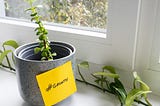 A image showing a growing plant