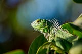 A picture of a green iguana sitting in foliage.