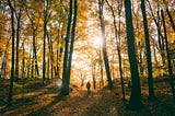 Trees with golden light shining through them and the small figure of a person walking away from the camera