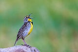 Musical Meadowlarks on the Prairie