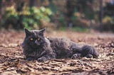 A Forest Cat Welcomes Winter