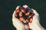 Making A Roasted Chestnut Vanilla Milk Alternative