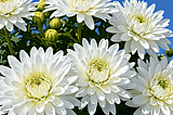 White-Mums-1