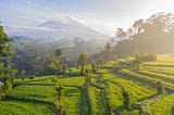 Rice paddy in Bali (with a mountain in the background)