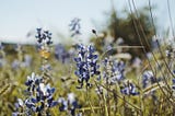 Pretty and powerful: six wildflowers that benefit Texas ecosystems