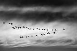How Holacracy® is Paving Way For The Future of Leadership