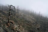 A burned forest of blackened trees after a wildfire has passed.
