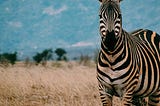 The Zebra Principle