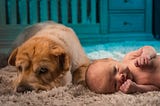 THE 5 BEST DOG BREEDS FOR YOUR CHILD