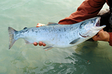 World Salmon Day: A Welfare Perspective