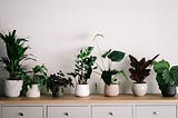 Indoor plants