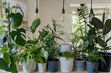 A Green Thumb’s Guide: Knowing When to Repot and Fertilize Your House Plants