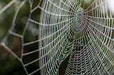 A shimmering spiderweb