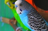 THIS BUDGIES RESEMBLES TO MINE PARROTS