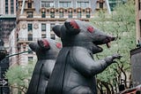 Rats Have Taken Over