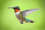 The Secret Revealed: Why All Hummingbirds Go To My Neighbor’s Garden