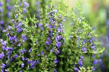 The Comfort of Hyssop in the Home