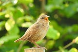 Want to Feel Better? Sing, Hum, Whistle. No, Seriously!