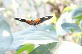 Where did all the butterflies go?