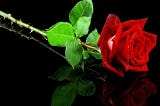 Rose Gratitude VS. Thorn Gratitude