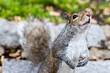 That Squirrel Has a Fucking Corndog!