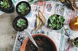 How to Grow Succulents from Leaves and Cuttings