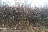 How and when to harvest Red Napier grass?