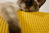 a grey and white Siamese cat is asleep on a yellow, quilted blanket