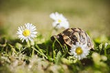 A small tortoise on grass with daisies.