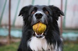 How to train my dog to retrieve (Fetch for beginners)