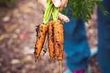 6 gardening tips for beginners